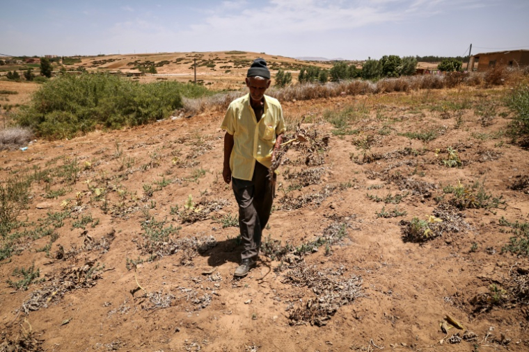 Un agriculteur inspecte ses récoltes endommagées dans un champ à Sidi Slimane, après six années consécutives de sécheresse au Maroc, le 24 juin 2024 ( AFP / FADEL SENNA )