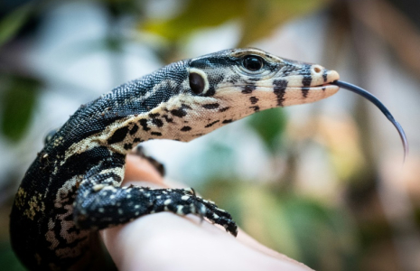 Un bébé varan malais, quelques jours après sa naissance, le 28 janvier 2022 au parc zoologique de Padirac, dans le Lot ( AFP / Lionel BONAVENTURE )