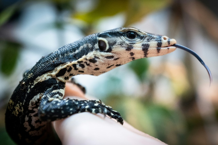 Un bébé varan malais, quelques jours après sa naissance, le 28 janvier 2022 au parc zoologique de Padirac, dans le Lot ( AFP / Lionel BONAVENTURE )