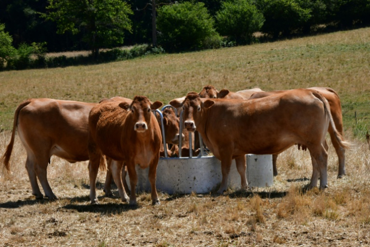 Les vaches de l'éleveur Pascal Mareix mangent du foin à Mazeirat, le 7 juillet 2026 dans la Creuse ( AFP / PASCAL LACHENAUD )