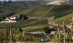 Vendanges dans le domaine de la "Tenuta Ca dei Mandorli" (la maison des amandiers), près d'Asti, dans le nord-ouest de l'Italie, le 17 septembre 2025  ( AFP / MARCO BERTORELLO )