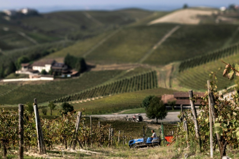 Vendanges dans le domaine de la "Tenuta Ca dei Mandorli" (la maison des amandiers), près d'Asti, dans le nord-ouest de l'Italie, le 17 septembre 2025 ( AFP / MARCO BERTORELLO )