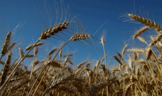 UKRAINE: LA BANQUE GÉNÉTIQUE NATIONALE DES PLANTES MENACÉE PAR LES COMBATS