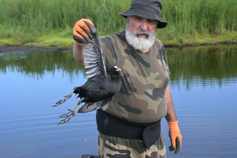 Un chasseur montre le cadavre d'un oiseau fauché par l'épizootie de botulisme aviaire qui touche plusieurs zones humides de Loire-Atlantique, le 26 juillet 2025 dans le marais de Brière près de Trignac ( AFP / Damien MEYER )