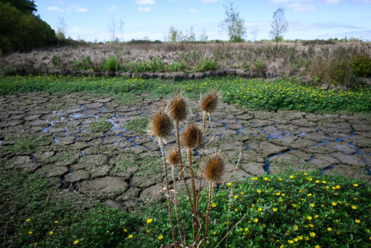 Le lit d'un ruisseau à sec à Machecoul, en Loire-Atlantique, le 3 septembre 2026 ( AFP / Loic VENANCE )