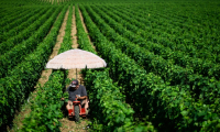 Un viticulteur au domaine de la Romanée Conti, en Côte-d'Or, se protège du soleil sous un parapluie le 1er juillet 2025 ( AFP / ARNAUD FINISTRE )