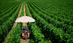 Un viticulteur au domaine de la Romanée Conti, en Côte-d'Or, se protège du soleil sous un parapluie le 1er juillet 2025 ( AFP / ARNAUD FINISTRE )