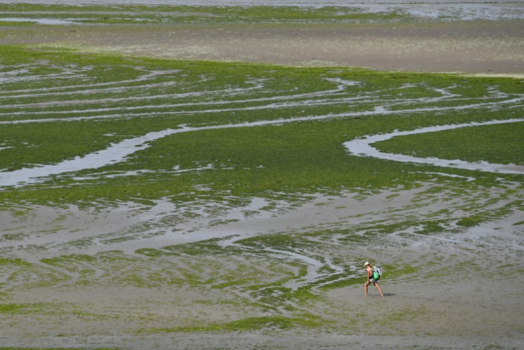 Des algues vertes sur une plage à Hillion, dans les Côte d'Armor, le 10 juillet 2019 ( AFP / LOIC VENANCE )