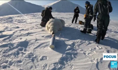 Svalbard : les ours polaires de l'Arctique sous observation face à la fonte de la banquise