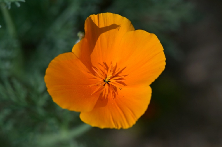 Un pavot de Californie sur le terrain de Rene Amy à Altadena, en banlieue de Los Angeles, le 30 mars 2026 en Californie ( AFP / Frederic J. BROWN )