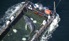 Vue aérienne de la baleine remorquée par une barge le 29 avril 2026 ( dpa / Philip Dulian )