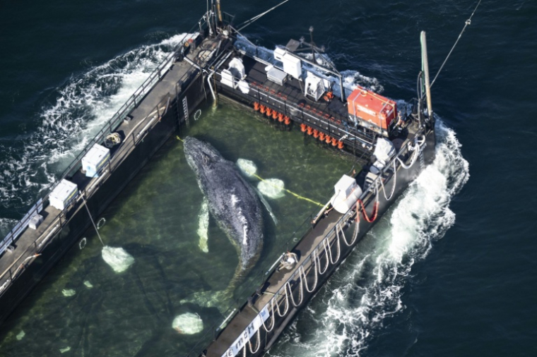 Vue aérienne de la baleine remorquée par une barge le 29 avril 2026 ( dpa / Philip Dulian )