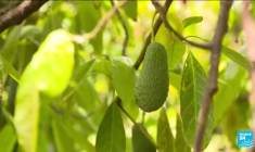Loi de restauration de la nature : un texte clé du Pacte vert de l'UE