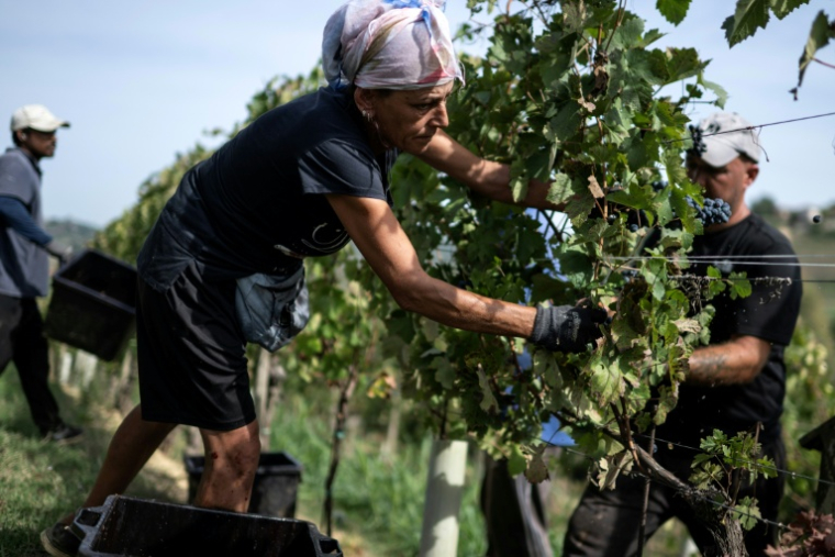 Des vendangeurs dans le vignoble d'Agliano Terme, près de la ville d'Asti, dans le nord-ouest de l'Italie, le 21 septembre 2026  ( AFP / Marco Bertorello )