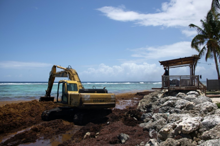Ramassage de sargasses à Capesterre-de-Marie-Galante, sur l'île de Marie Galante, en Guadeloupe, le 18 avril 2023 ( AFP / Olivier MORIN )