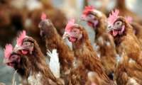 Sur un parking de Colmar, 800 poules rousses caquètent dans un enclos, attendant d'être adoptées gratuitement par des familles, un moyen mis en avant par l'agglomération pour réduire ses déchets ( AFP / FRED TANNEAU )