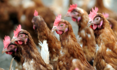 Sur un parking de Colmar, 800 poules rousses caquètent dans un enclos, attendant d'être adoptées gratuitement par des familles, un moyen mis en avant par l'agglomération pour réduire ses déchets ( AFP / FRED TANNEAU )
