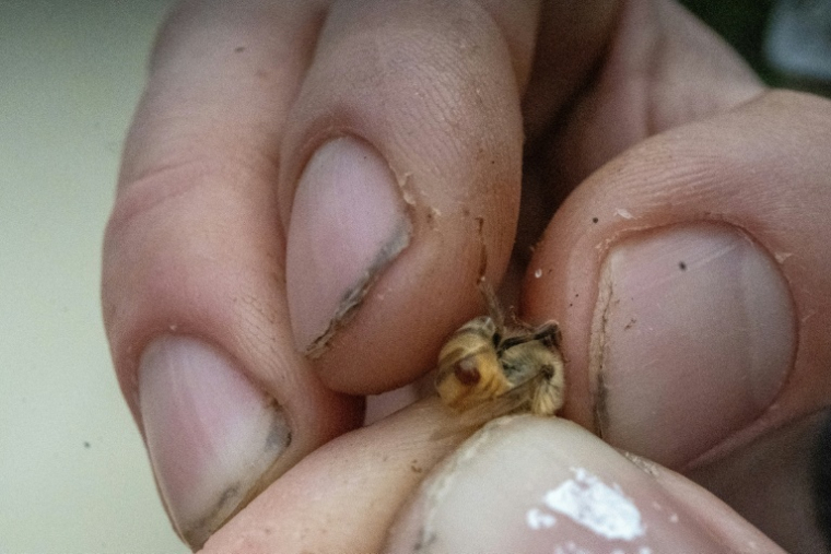 Une abeille parasitée par un acarien "Varroa destructor" à Baker, en Virginie Occidentale, le 9 mai 2026 ( AFP / Paul Blake )