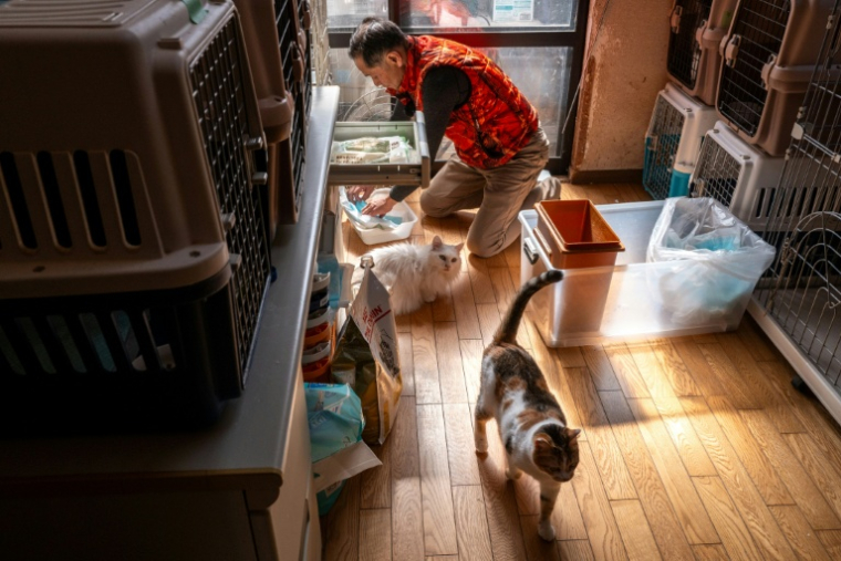 Toru Akama, ancien employé de centrale nucléaire, nourrit des chats dans son refuge pour animaux à Namie, dans la préfecture de Fukushima, le 5 mars 2026 au Japon ( AFP / Philip FONG )
