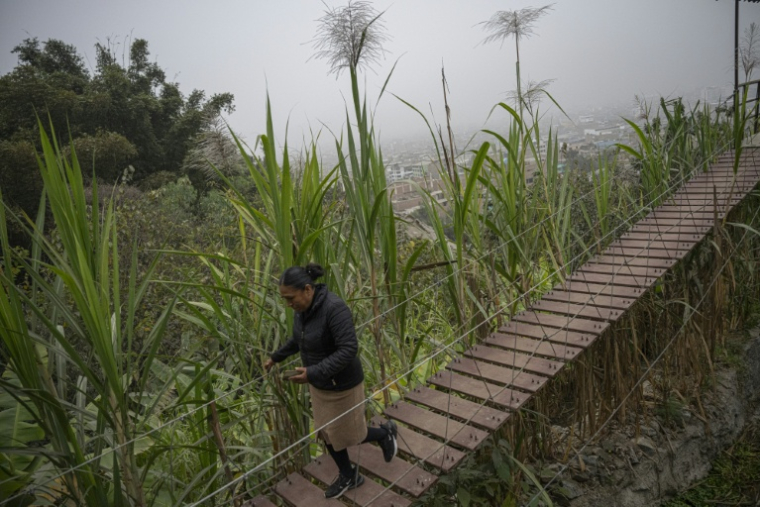 Esther Rodriguez marche dans "La Selva Escondida" (La Jungle Cachée), dans le district de San Juan de Lurigancho, à Lima, le 9 juin 2025 ( AFP / Ernesto BENAVIDES )