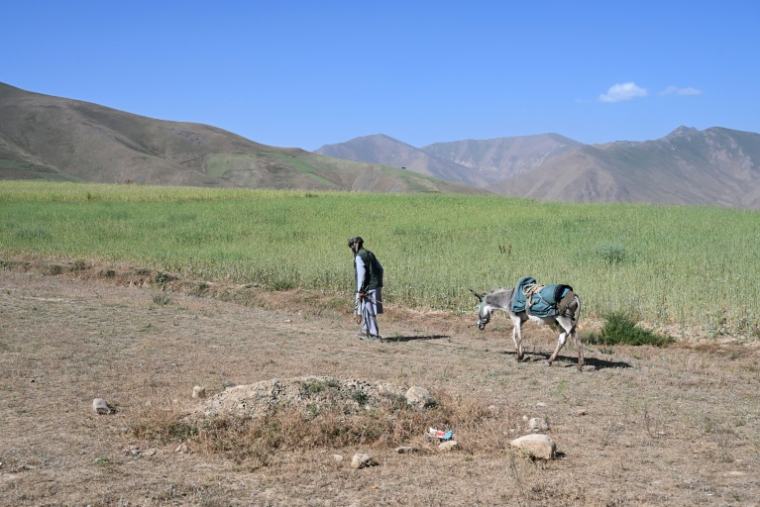 Muhammad Amin marche avec son âne dans la zone de Shiwa, en Afghanistan, le 28 juillet 2026 ( AFP / Wakil KOHSAR )