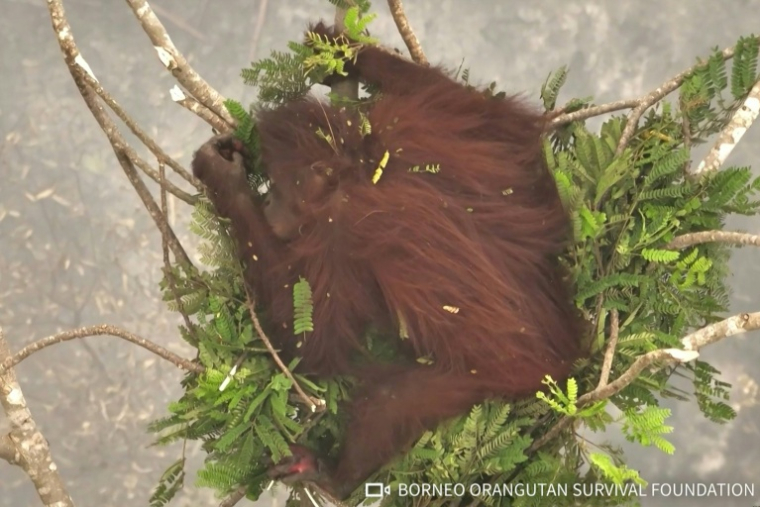 La femelle orang-outan Novita à Bornéo en Indonésie est filmée par l'ONG indonésienne de défense de ces animaux, le 26 septembre 2026 ( BORNEO ORANGUTAN SURVIVAL FOUNDATION / Handout )