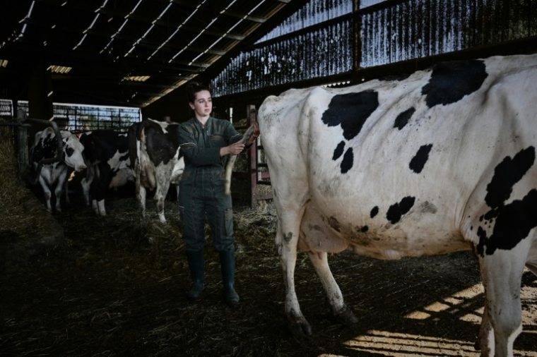 L'ostéopathe Philippine Jean manipule une vache dans une ferme à à Saint-Sernin-de-Duras, dans le Lot-et-Garonne, le 4 août 2025 ( AFP / Philippe LOPEZ )