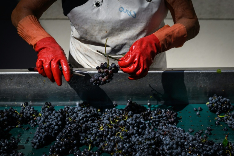 Des employés trient des grappes fraichement récoltées à Savingy-les-Beaune, en Bourgogne, le 2 septembre 2026 ( AFP / ARNAUD FINISTRE )