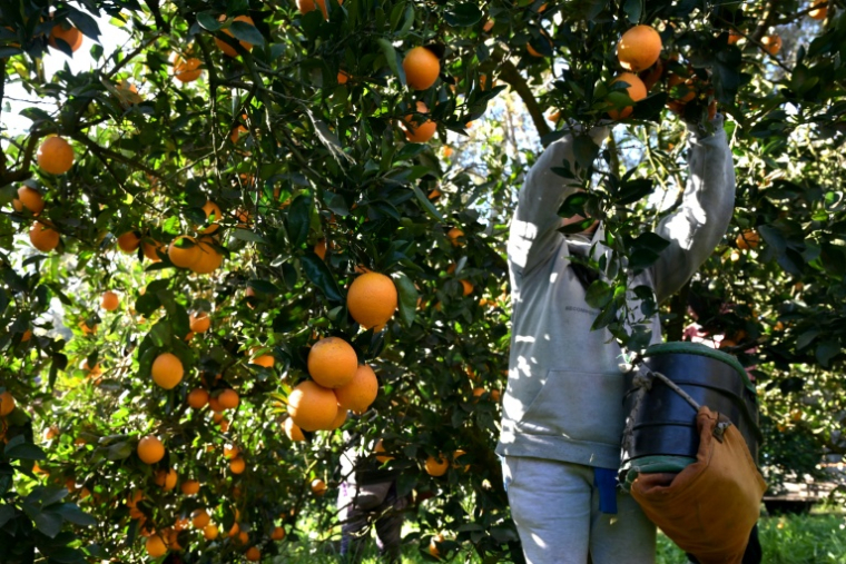 Des oranges sont récoltées dans un champ près de San Pedro, dans la province de Buenos Aires, le 30 juillet 2025. ( AFP / JUAN MABROMATA )