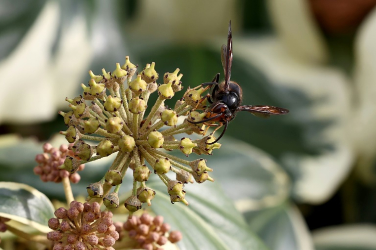 Un frelon asiatique butine une fleur de lierre, le 6 novembre 2025 à Ballersdorf (Haut-Rhin). ( AFP / FREDERICK FLORIN )