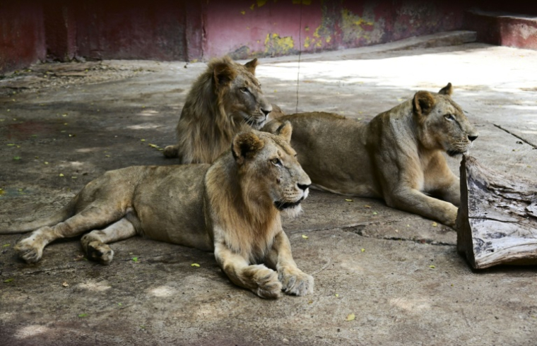 Des lions dans leur enclos au Zoo national de La Havane, le 15 septembre 2026 à Cuba ( AFP / YAMIL LAGE )