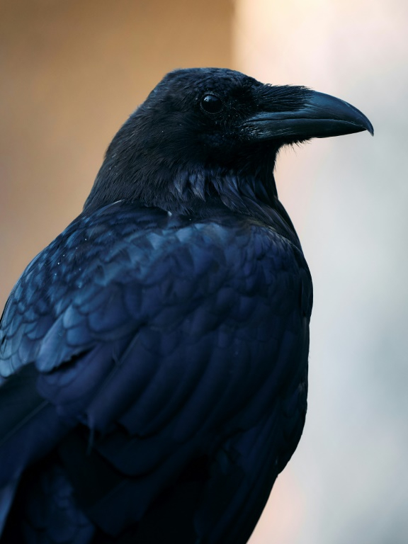 Un corbeau photographié à la Tour de Londres, le 29 juin 2024 ( AFP / BENJAMIN CREMEL )