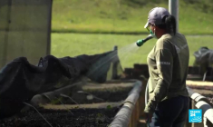 Environnement : la forêt atlantique, l'autre écosystème forestier du Brésil en péril