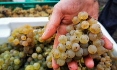 Le "Charbonnay" ou "vin de mine" prospère en France dans un contexte de réchauffement climatique