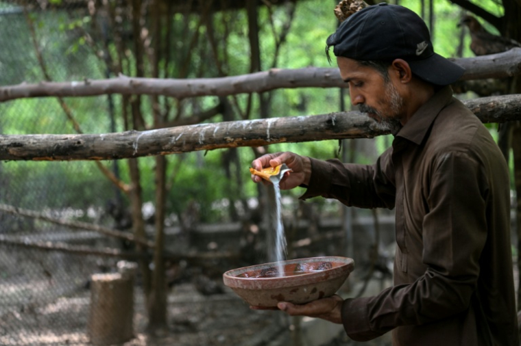 Le soigneur Zaheer Ahmed prépare une boisson de réhydratation pour les oiseaux au Centre de sauvetage Margallah à Islamabad, le 7 juillet 2026 au Pakistan ( AFP / Farooq NAEEM )