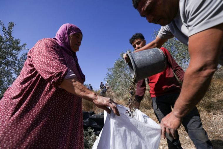Des Palestiniens récoltent des olives en Cisjordanie occupée dans le village de Turmus Ayya, près de Ramallah, le 20 octobre 2025 ( AFP / Hazem BADER )