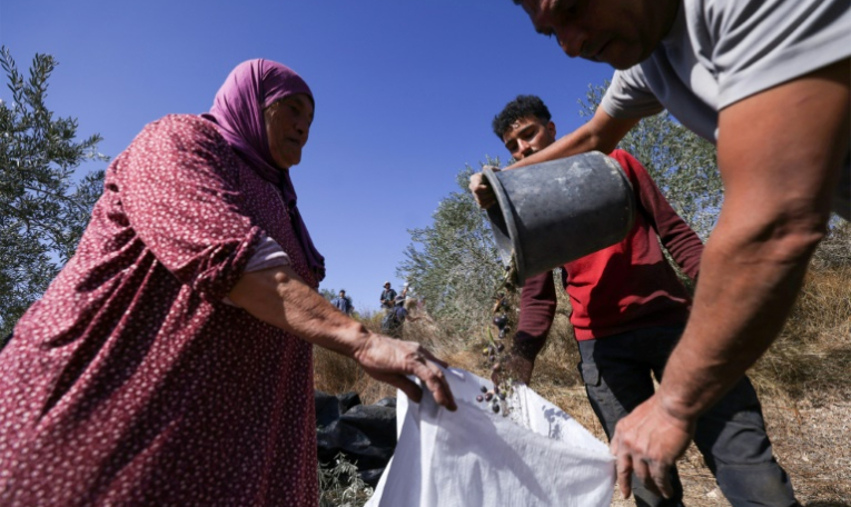 Des Palestiniens récoltent des olives en Cisjordanie occupée dans le village de Turmus Ayya, près de Ramallah, le 20 octobre 2025 ( AFP / Hazem BADER )