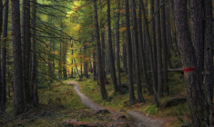 L'homme, qui possède tous les bois autour, pensait avoir acheté un terrain au sein d'un « espace boisé classé » (EBC), selon la nomenclature officielle de l'Etat. (Pixabay / Camera-man)