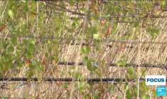 Présidentielle en Tunisie : Kaïs Saïed, chef d'État adoré autant qu'abhorré