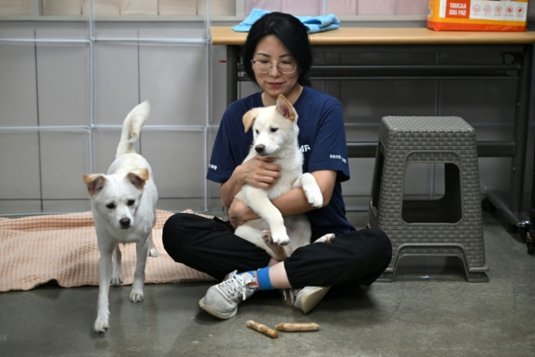 Une militante pour les droits des animaux joue avec des chiens sauvés d'abattoirs canins, dans un refuge géré par l'association KARA à Paju, le 23 juin 2026 en Corée du Sud ( AFP / Jung Yeon-je )