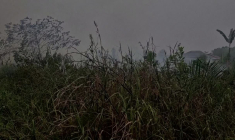 Bornéo: des villageois tentent de contenir un feu de forêt en Indonésie