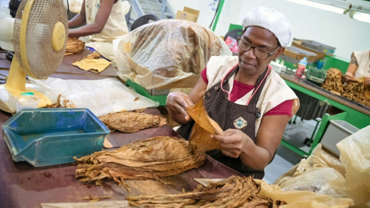 Une ouvrière prépare des feuilles de tabac pour la confection de cigarillos dans l'usine ICT de La Havane, le 8 mai 2025 ( AFP / ADALBERTO ROQUE )