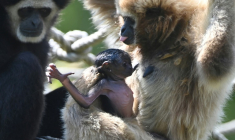 Un bébé gibbon à mains blanches âgé de trois semaines dans le parc zoologique de Spay, dans la Sarthe  ( AFP / JEAN-FRANCOIS MONIER )