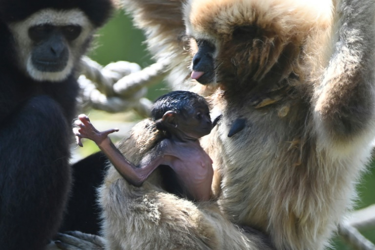 Un bébé gibbon à mains blanches âgé de trois semaines dans le parc zoologique de Spay, dans la Sarthe ( AFP / JEAN-FRANCOIS MONIER )
