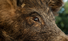 Pour que votre assurance prenne en charge les dégâts causés par un animal sauvage sur votre véhicule, vous devez avoir souscrit à la garantie dégâts matériels ou à la garantie tous accidents. (illustration) (JACKMAC34 / PIXABAY )