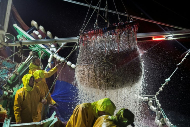 Des marins du bateau de pêche Stereden Ar Moor remontent un filet rempli de sardines, au large du Conquet, le 17 juillet 2025 dans le Finistère ( AFP / Fred TANNEAU )