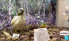 Le dodo de l'île Maurice, cet oiseau disparu, va-t-il renaître grâce à la science ?