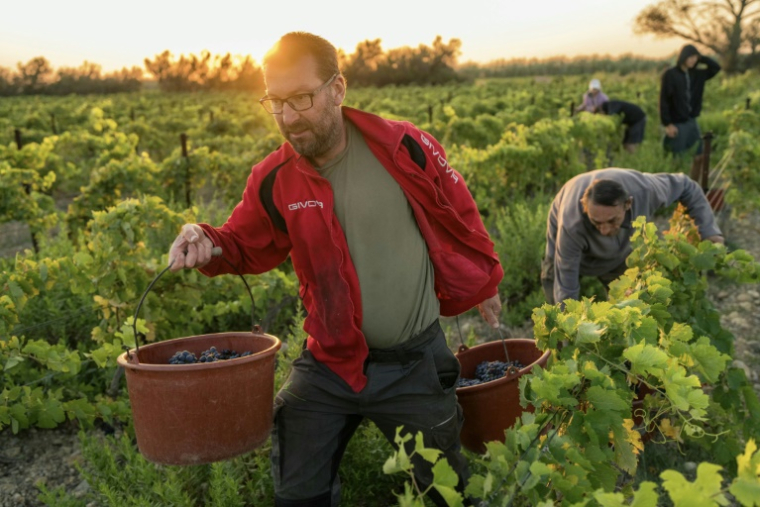 Le vigneron Laurent Bachevillier participe à des vendanges solidaires en faveur de son domaine "Les Cascades" ravagé par un incendie, le 22 août 2025 à La Palme, dans l'Aude ( AFP / Idriss Bigou-Gilles )
