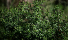 ( AFP / JEFF PACHOUD )