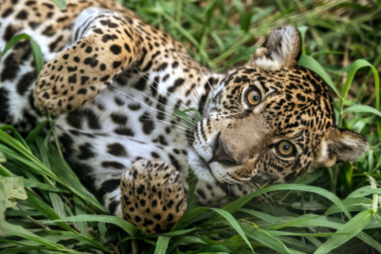 Un jaguar dans un enclos de l'association Mata Ciliar, une organisation pour la conservation de la biodiversité, à Jundiai, dans l'État de Sao Paulo, au Brésil, le 29 mai 2025 ( AFP / Nelson ALMEIDA )